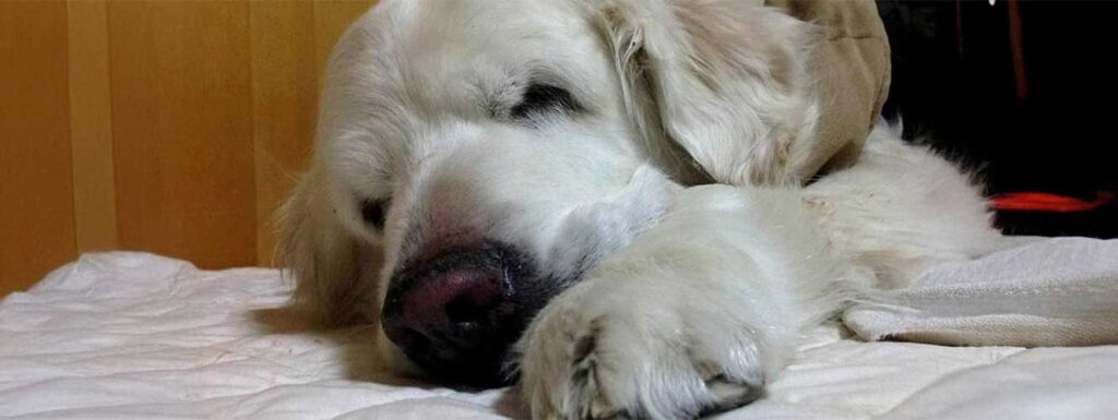 Rabu the dog, representing pet loss support and grief counselling