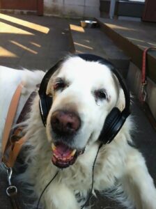 Rabu the dog, representing pet loss support and grief counselling