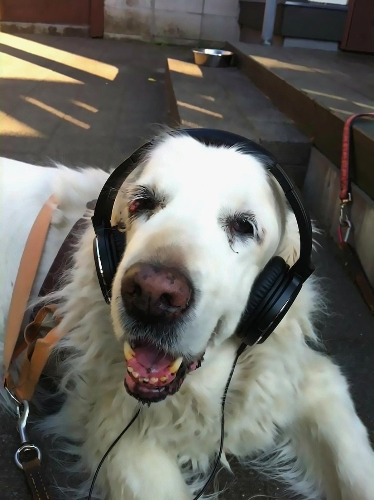 Rabu the dog, representing pet loss support and grief counselling