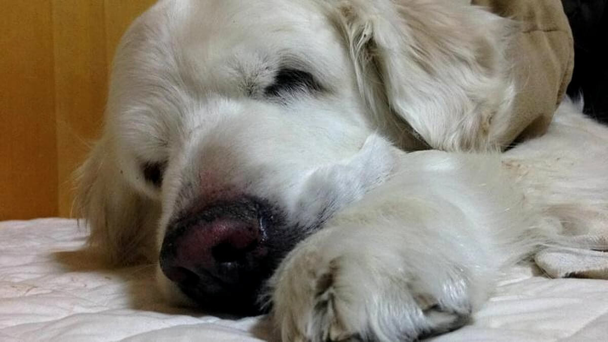 Rabu the dog, representing pet loss support and grief counselling