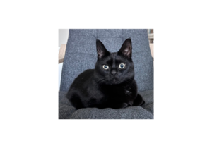 Aloo, representing pet loss support and grief counselling (pet loss grief counselling Victoria BC)