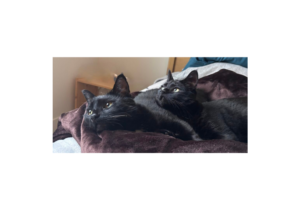Aloo and Gobi, representing pet loss support and grief counselling