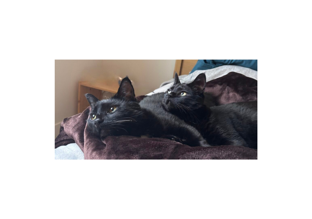 Aloo and Gobi, representing pet loss support and grief counselling (pet loss grief counselling Victoria BC)