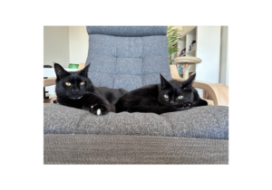 Aloo and Gobi, representing pet loss support and grief counselling (pet loss grief counselling Victoria BC)