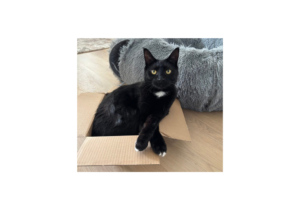 Gobi, representing pet loss support and grief counselling
