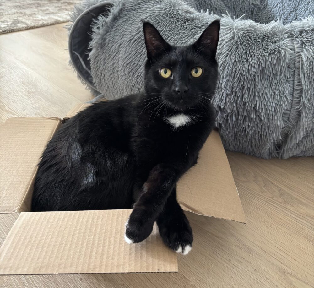Gobi, representing pet loss support and grief counselling