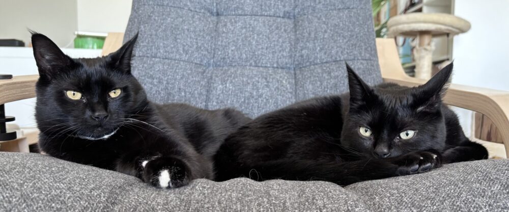 Aloo and Gobi, representing pet loss support and grief counselling