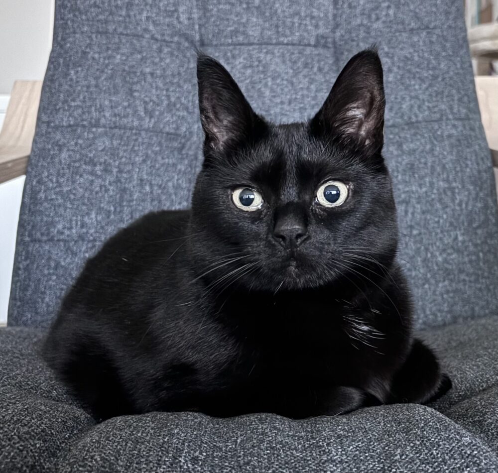 Aloo, representing pet loss support and grief counselling