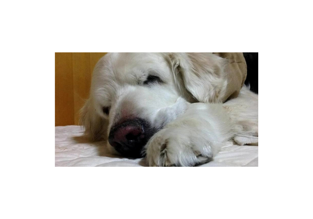 Rabu the dog, representing pet loss support and grief counselling (pet loss grief counselling Victoria BC)