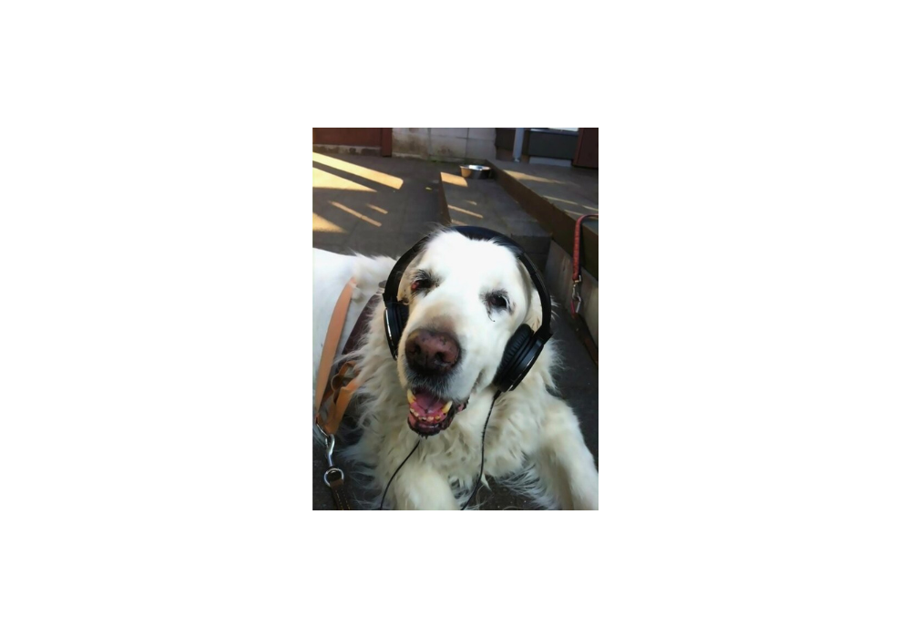 Rabu the dog, representing pet loss support and grief counselling