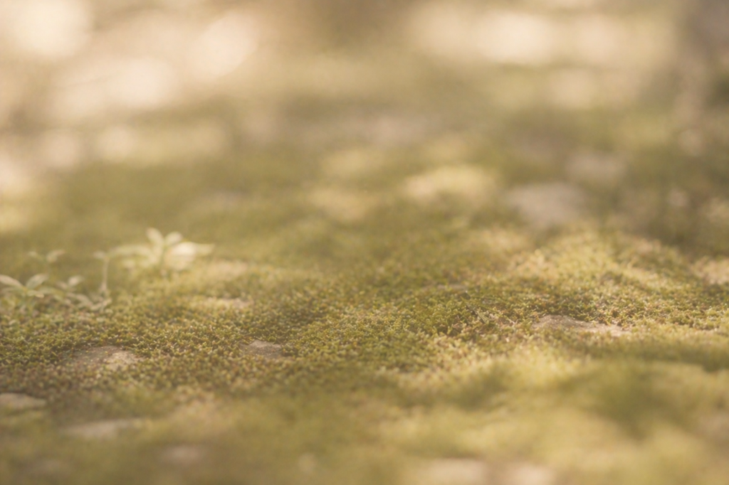 Soft moss ground texture symbolizing quiet grief triggers and grounding (Victoria BC grief counselling image)