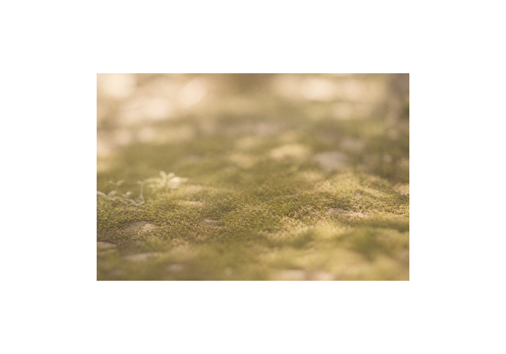 Soft moss ground texture symbolizing quiet grief triggers and grounding (Victoria BC grief counselling image)