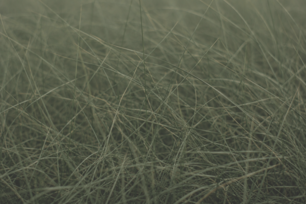 Close-up muted grass textures with softly tangled organic strands and restrained green tones in low-contrast natural light (grief counselling Victoria BC)