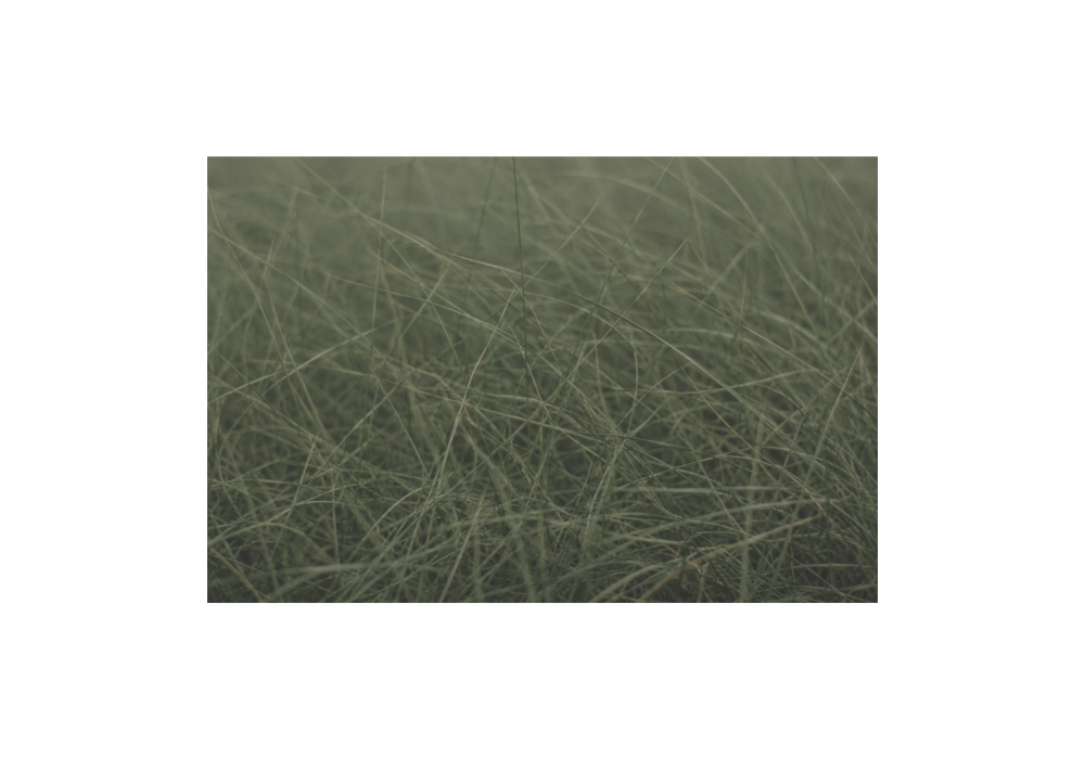 Close-up muted grass textures with softly tangled organic strands and restrained green tones in low-contrast natural light (grief counselling Victoria BC)