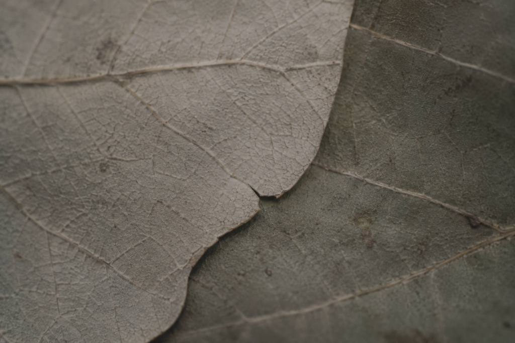 Close-up muted leaf vein textures with overlapping organic surfaces and subtle interrupted continuity in soft low-contrast natural light (grief counselling Victoria BC)