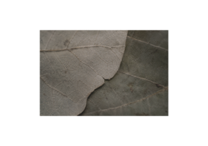 Close-up muted leaf vein textures with overlapping organic surfaces and subtle interrupted continuity in soft low-contrast natural light (grief counselling Victoria BC)