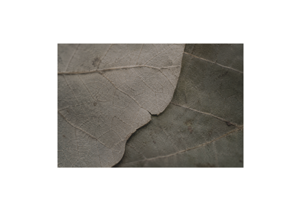 Close-up muted leaf vein textures with overlapping organic surfaces and subtle interrupted continuity in soft low-contrast natural light (grief counselling Victoria BC)